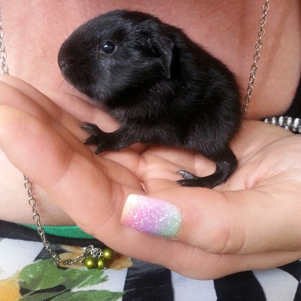 Animal House Pet Shop / Pet Store Animal House Pets Supplies Mukwonago