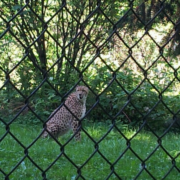 Снимок сделан в Greater Vancouver Zoo пользователем Tyler F. 7/6/2013