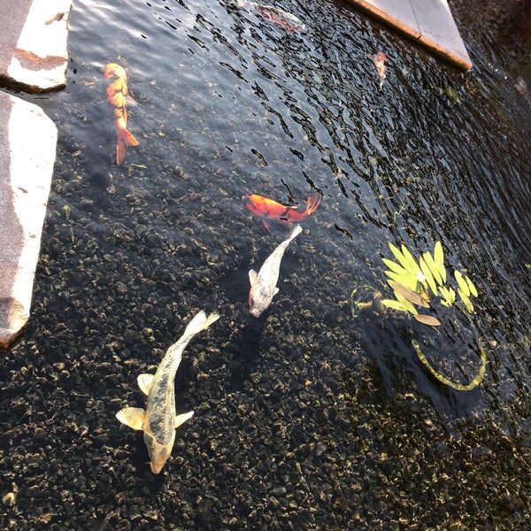 Page 6 of Koi Pond, Fashion Island pictures