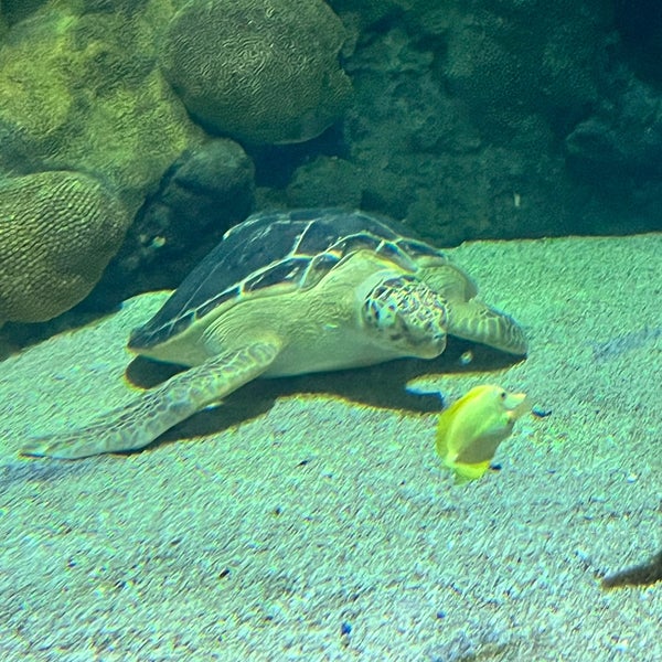 Photo taken at SEA LIFE Minnesota Aquarium by Vera M. on 10/14/2023