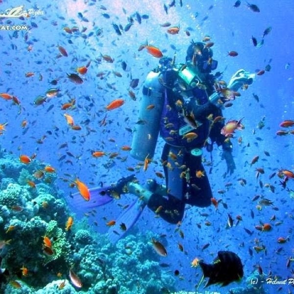 Scuba 2001 года
