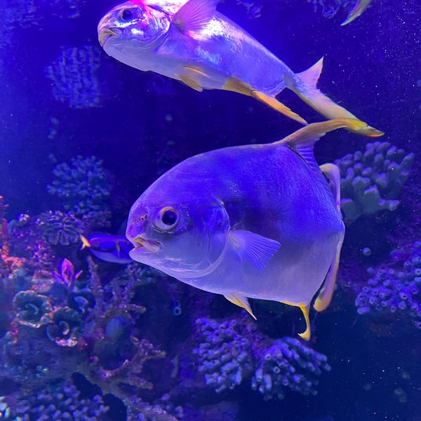 Foto tirada no(a) Antalya Aquarium por Egor E. em 3/9/2023