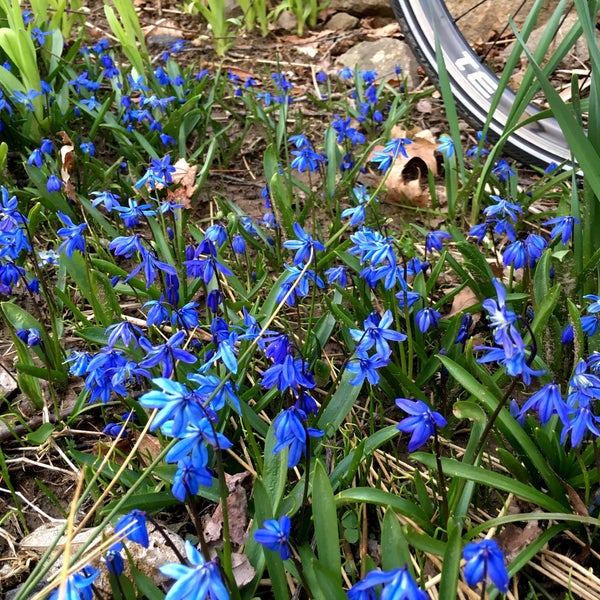 New England Biolabs Ipswich, MA