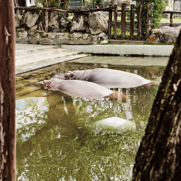 รูปภาพถ่ายที่ Budapesti Állatkert | Budapest Zoo โดย Nikoletta F. เมื่อ 4/17/2023