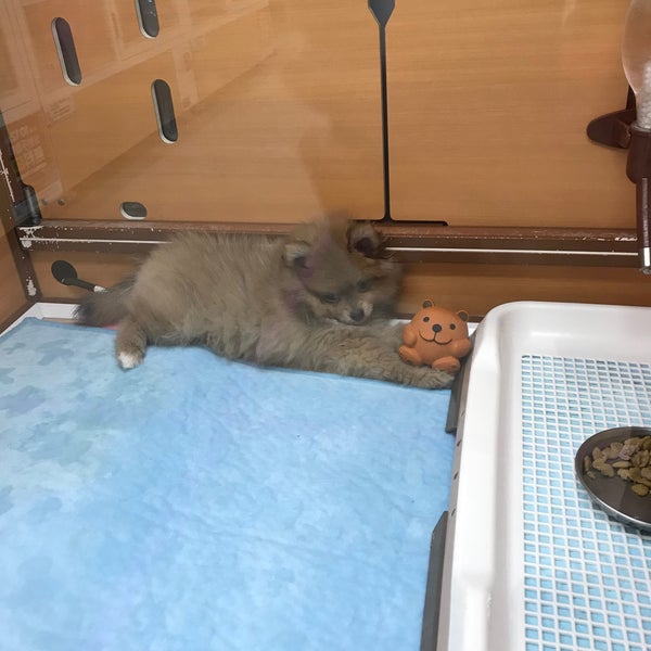 ペットワールド 八千代市 66人の訪問者