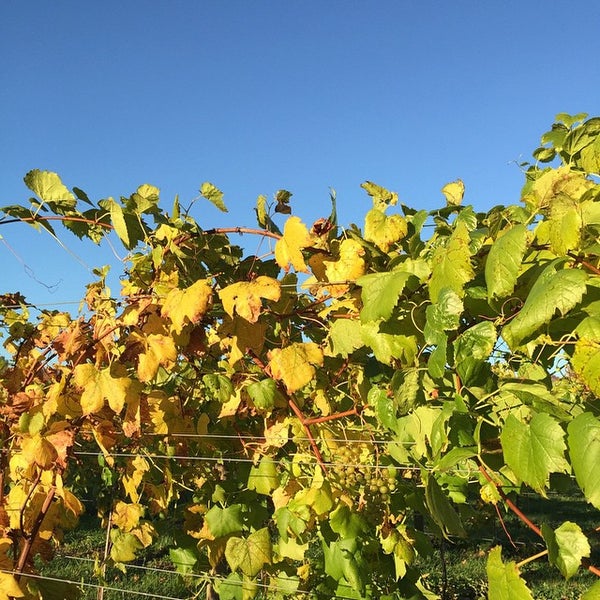 Photo taken at Harvest Ridge Winery by Jan C. on 10/29/2014