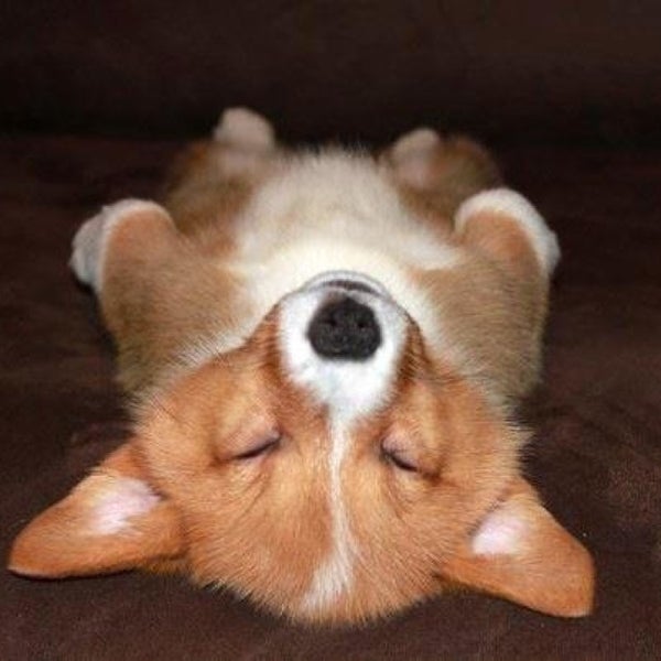 valencia veterinary clinic