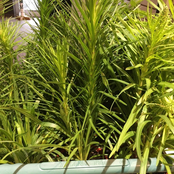 Petitti Garden Center - 10 tips from 605 visitors