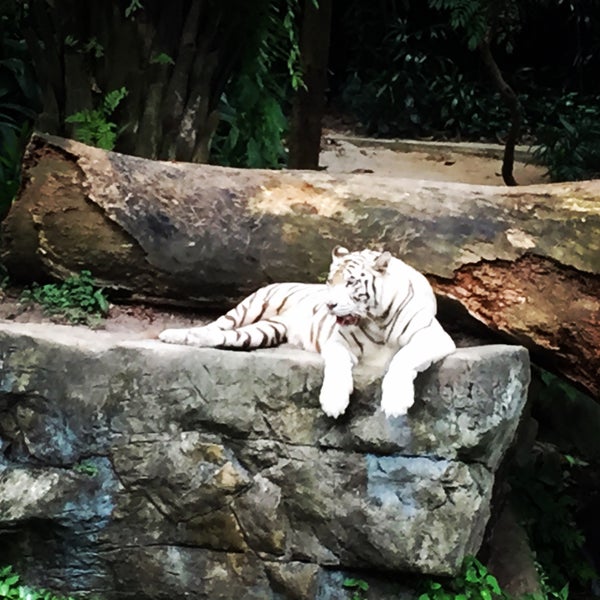 Amazing zoo, full of excellent areas for animals. Check out the feeding times for tigers!