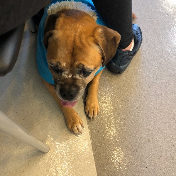 Vca Clackamas Animal Hospital Veterinarian In Clackamas