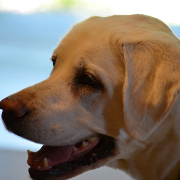 гавань собаки