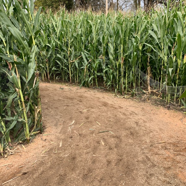The Maize at the Pumpkin Patch Farm in Portland