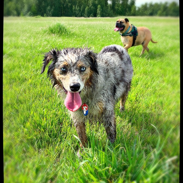 Sandy River Delta Dog Park Troutdale, OR