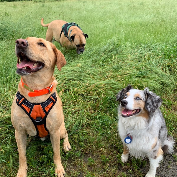 Sandy River Delta Dog Park Troutdale, OR