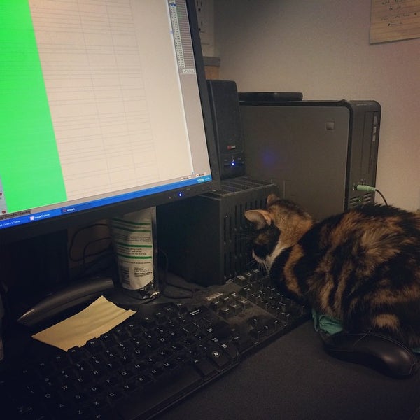 Photo taken at Manhattan Cat Specialists by Manhattan Cat S. on 1/5/2015