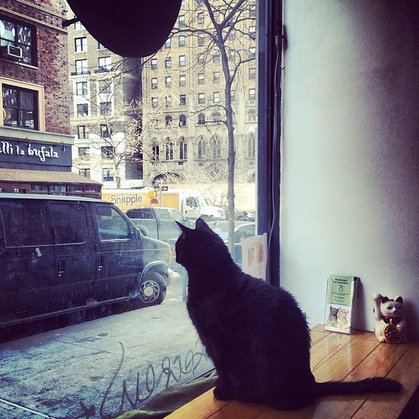 Photo taken at Manhattan Cat Specialists by Manhattan Cat S. on 3/6/2014