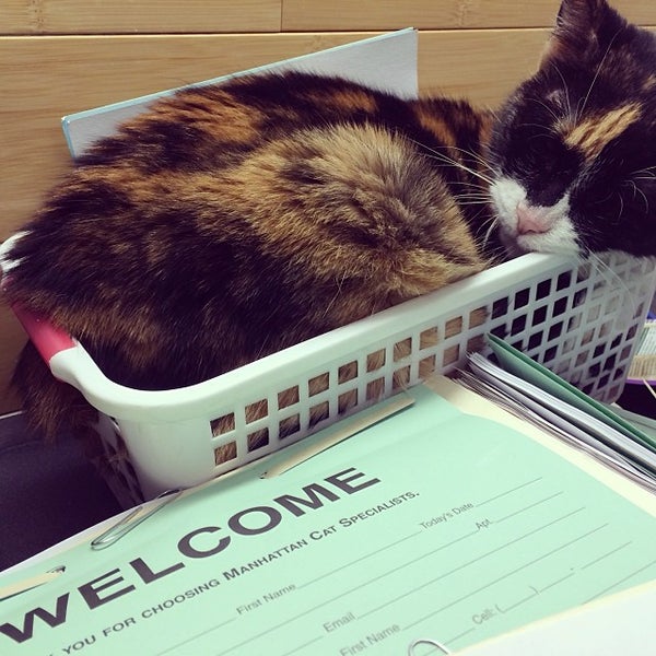 Photo taken at Manhattan Cat Specialists by Manhattan Cat S. on 1/9/2014