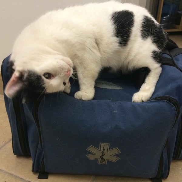 Photo taken at Manhattan Cat Specialists by Manhattan Cat S. on 3/5/2015