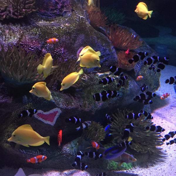 5/24/2015에 Lyuda R.님이 SEA LIFE Grapevine Aquarium에서 찍은 사진