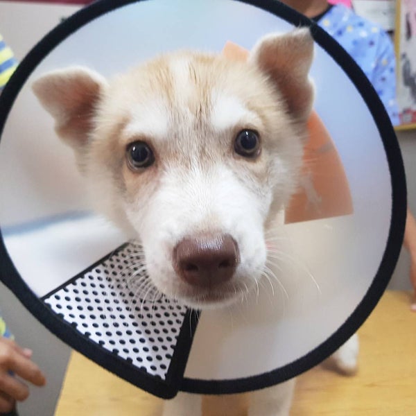 Photos At Pets First Veterinary Clinic 41 Visitors