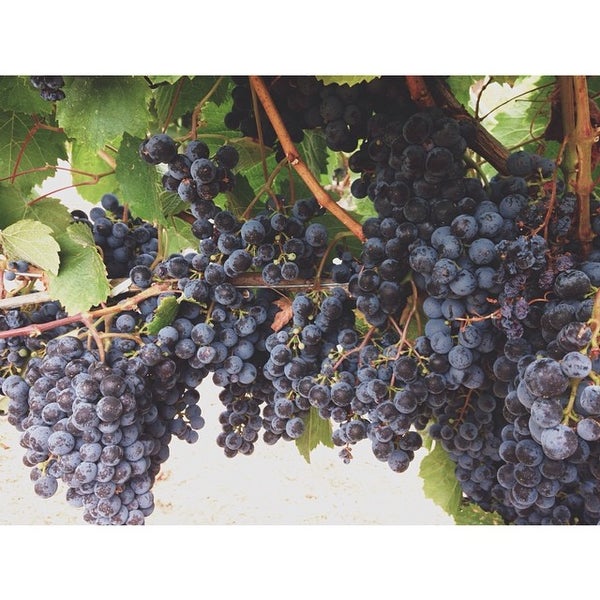 รูปภาพถ่ายที่ Arrowood Vineyards &amp; Winery โดย Lisa เมื่อ 8/6/2014