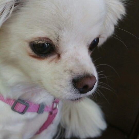 beach city animal hospital