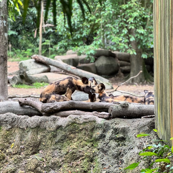 Photo taken at Singapore Zoo by Corey G. on 4/17/2024