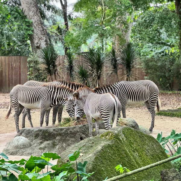 Das Foto wurde bei Singapore Zoo von Corey G. am 4/17/2024 aufgenommen