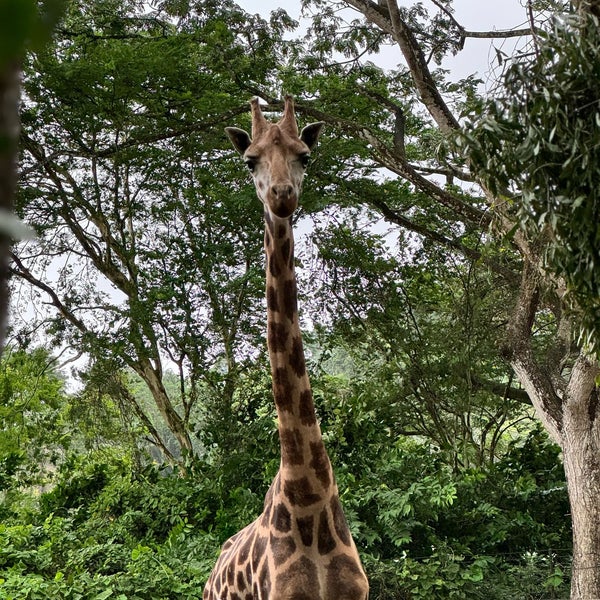 Photo taken at Singapore Zoo by Corey G. on 4/17/2024