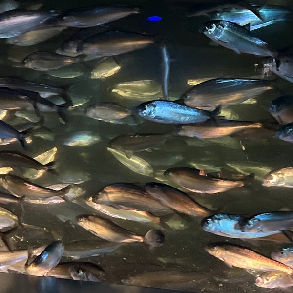 3/25/2023 tarihinde Corey G.ziyaretçi tarafından New England Aquarium'de çekilen fotoğraf