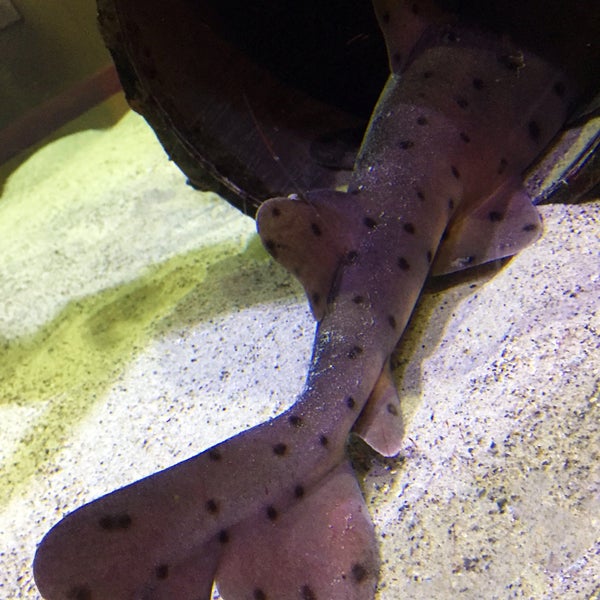 2/6/2017 tarihinde Maria Alejandra R.ziyaretçi tarafından Santa Monica Pier Aquarium'de çekilen fotoğraf