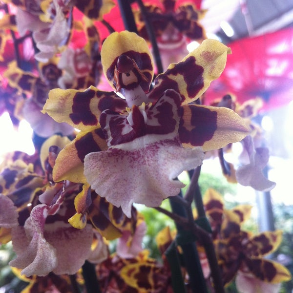 Cactus & Tropicals Flower Store in Draper