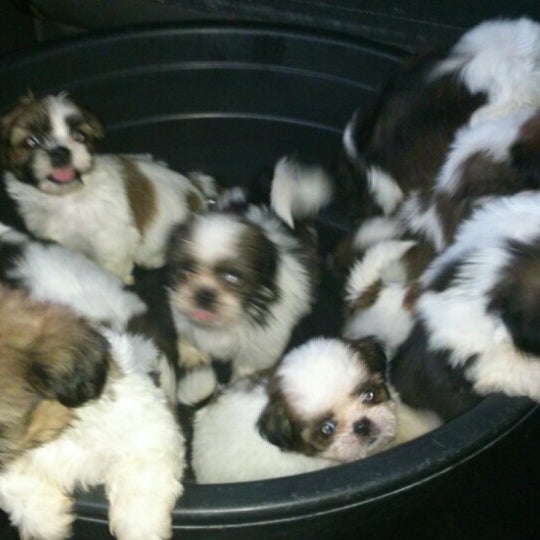 LG Veterinary Clinic Pet Supplies Store in Marikina City