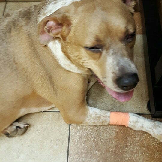 banfield walnut street