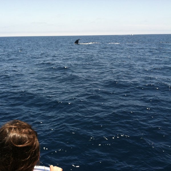 7/13/2013 tarihinde Dean G.ziyaretçi tarafından Dana Wharf Whale Watching'de çekilen fotoğraf