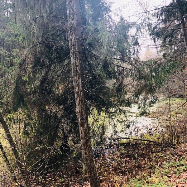 хотьково лесная