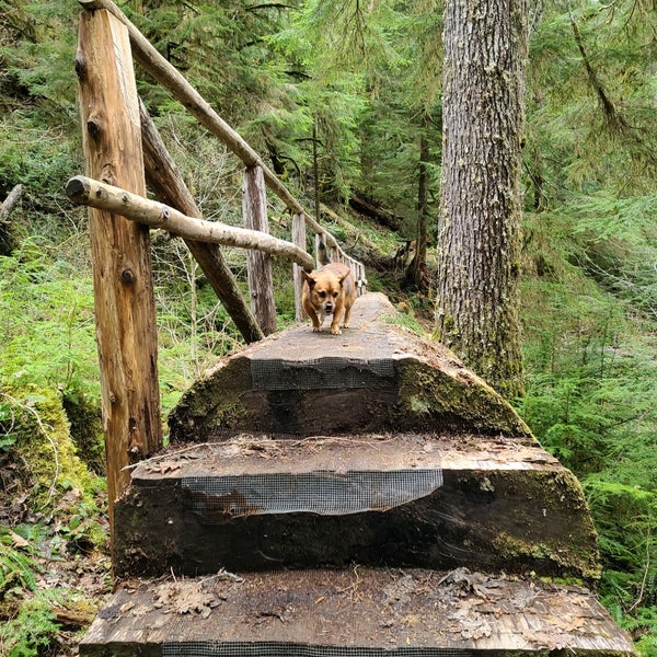 Olympic National Forest Forest in Humptulips