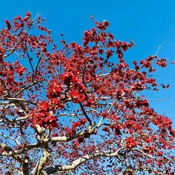 святое дерево. сен-тропе. сен дерево. огненное дерево. дерево святой елены.