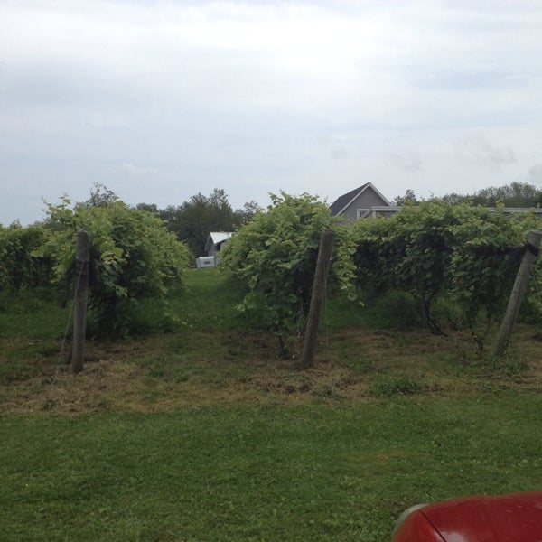 7/28/2013にJen L.がSunset Meadow Vineyards  SMVで撮った写真