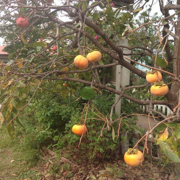 小手指幼稚園 9 Visitors