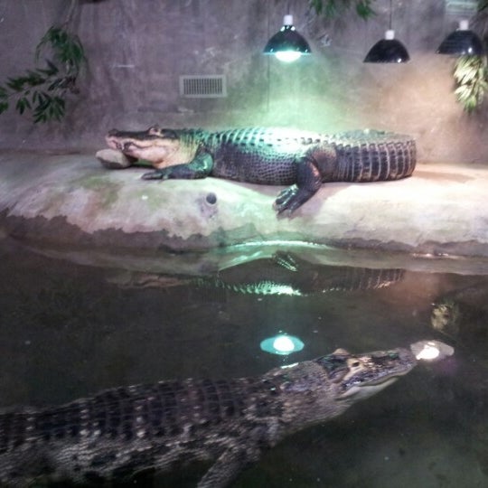 Photo taken at Reptilia by Ashli P. on 12/28/2012