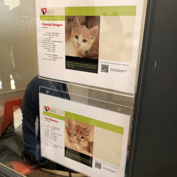 Spca pacific sale heights