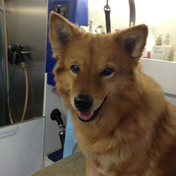 pet pampering patrol