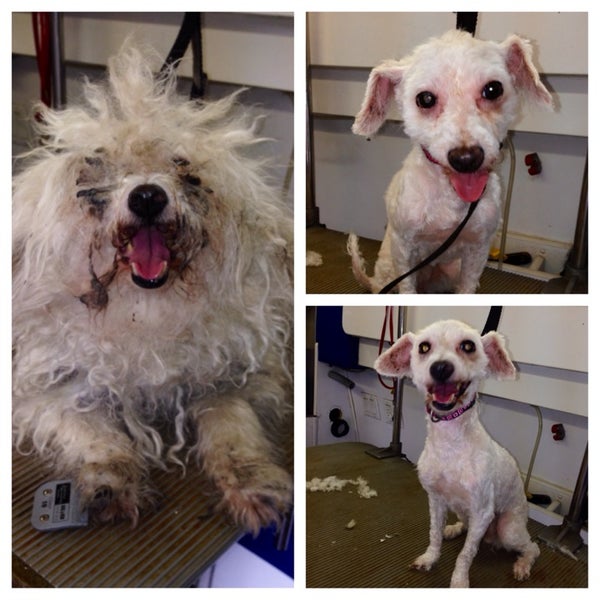 Pet Pampering Patrol Dog Grooming ( Mobile ) Pet Service in Bronx