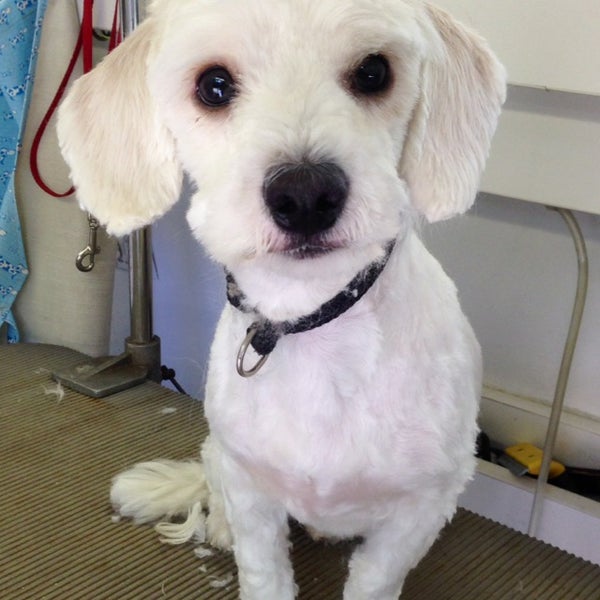 pet pampering patrol