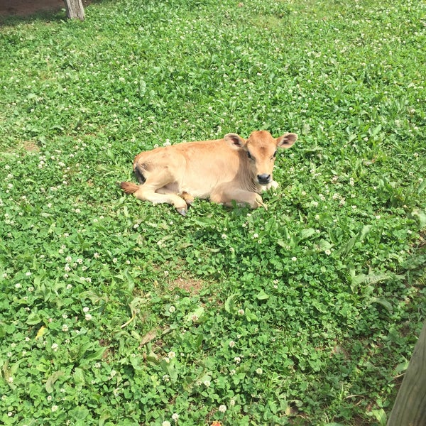 Photos at Old Baker Farm Harpersville, AL