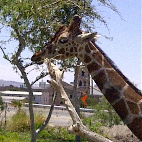 Снимок сделан в El Paso Zoo пользователем Chach :. 5/8/2013