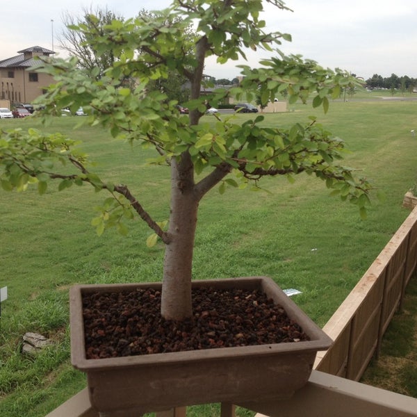 Bent Tree Bonsai 1 Tip From 4 Visitors Bent Tree Bonsai 1 Tip From 4 Visitors