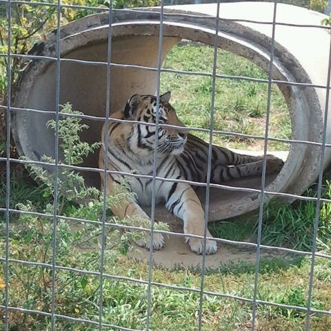photos at wisconsin big cat rescue education center 305 pine st