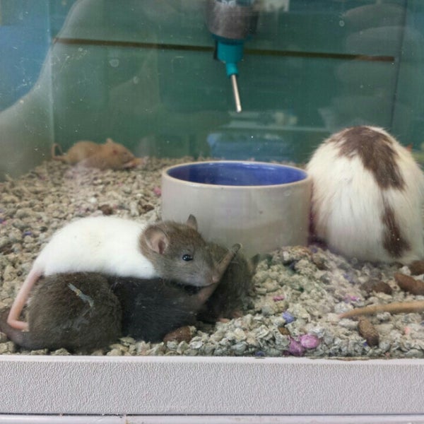 Jack's Pets 1 tip from 181 visitors